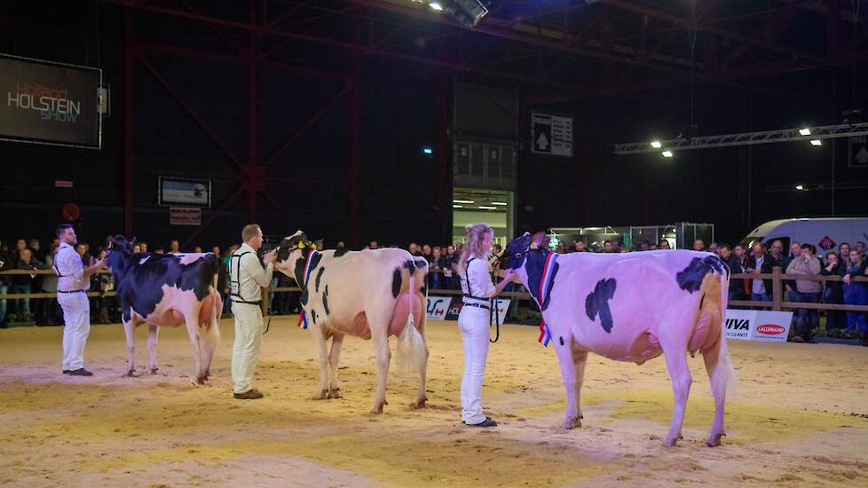 De gehele top-3 van de eerste rubriek kwam in de vaarzenfinale. Naast Drouner Cosmo 1836, rechts op de foto, waren dat de Lambda-dochters Hbc Lambda Ilona van de familie Schep uit Bergambacht in het midden en Lambda Ashlyn van de familie De Groot uit Ever