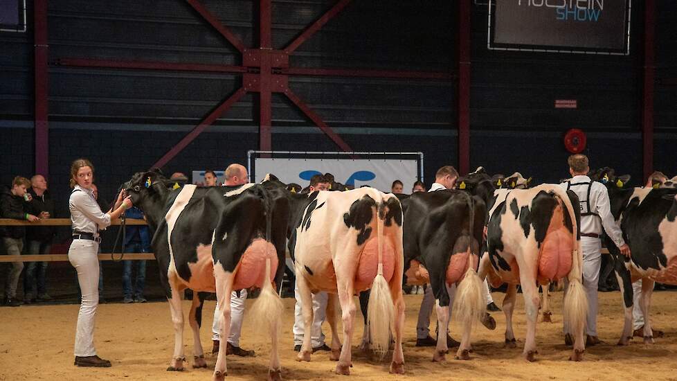 In de derde rubriek kreeg Bons-Holsteins Dikkie 216 van de familie Bons uit Ottoland de voorstap. Ze blonk niet uit in breedtematen, maar de grote, lange Master-dochter toonde een mooi, ondiep uier en liep op droge benen. Op 1B La Waebera Mirand Jazz van