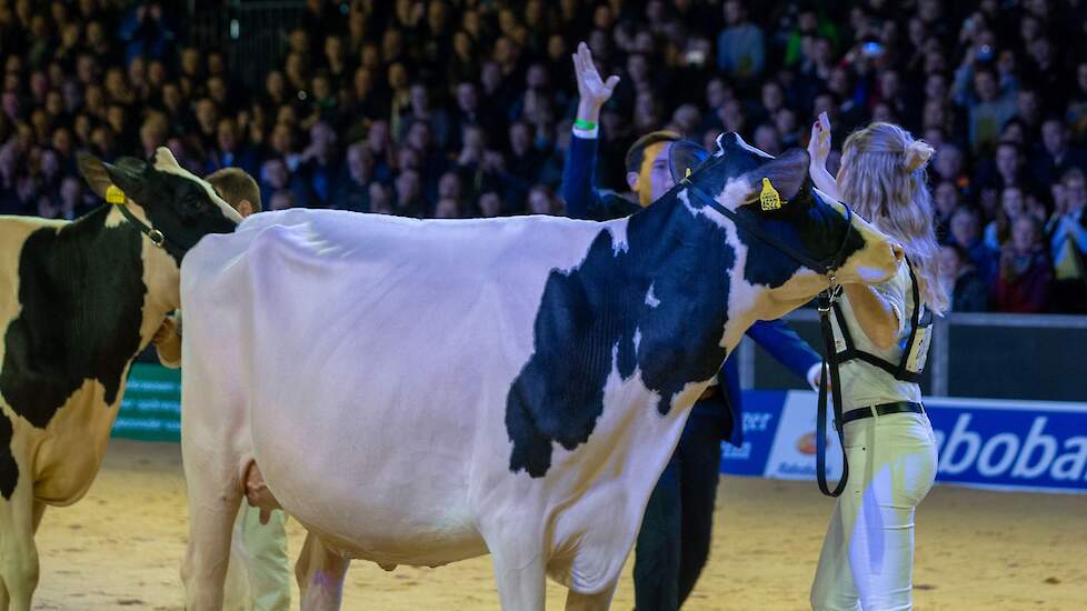 Sassel kiest voor Drouner Cosmo 1836 als vaarzenkampioene. Rubrieksgenote Hbc Lambda Ilona pakte de reservetitel, Bons-Holsteins Dikkie 216 kreeg de eervolle vermelding.