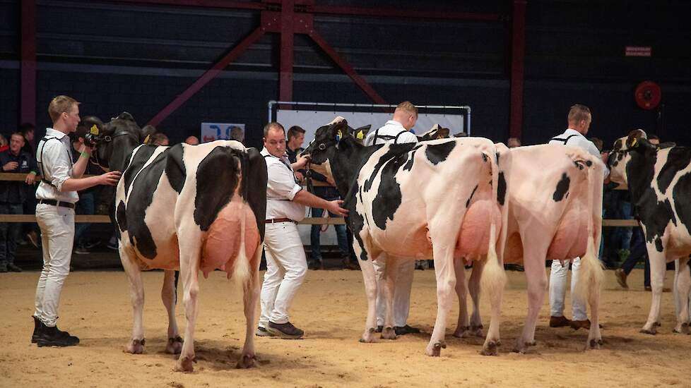 De middenklasse begon met een zeer complete jonge 2e-kalfskoe op kop in de eerste rubriek. Amvh Pietje 1303 van melkveehouderij Abbink uit Vriezenveen pakte in oktober het algemeen kampioenschap op de Twentse After Summer Show en liet zich ook in Leeuward