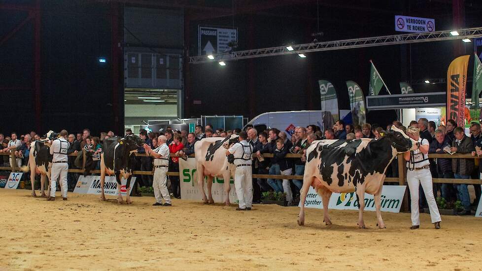 Ook de tweede rubriek kende een sterk kopnummer in de evenredig gebouwde Bertha 211 van de familie De Groot uit Everdingen. De Chief-dochter had een fraai melktype en imponeerde in vooraanzicht met haar ruime voorhand en gewelfde ribben en was voorzien va