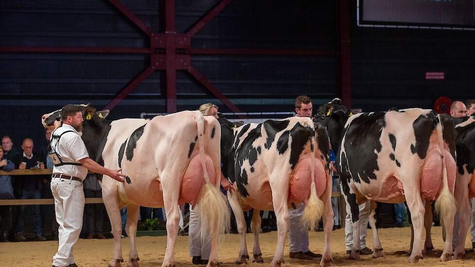 Giessen Cinderella 216 volgde op de tweede plaats. De sterke Pepper-dochter van Van Vliet was evenredig gebouwd en bezat eveneens een best uier en goede benen. Ze stond in de voorlopige opstelling voor Bertha 211, die op de foto gevolgd wordt door de 1D i