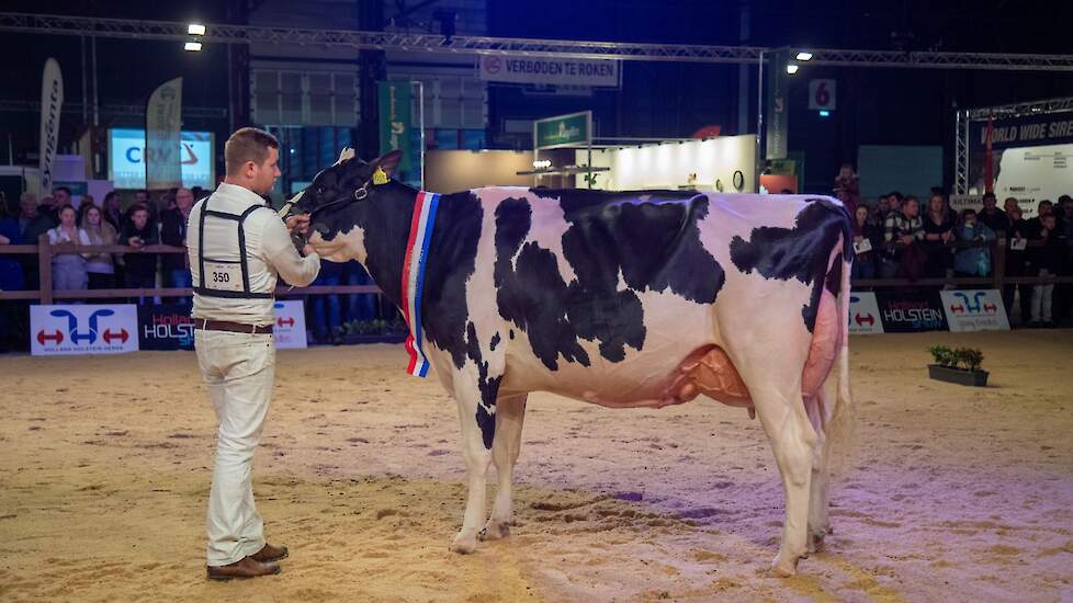 Over het kopnummer van de derde midden klasse rubriek bestond geen enkele twijfel. Heerenbrink Angelina betrad de ring en liet er geen misverstand over bestaan dat ze was gekomen om te winnen. De zeer evenredig gebouwde Devour-dochter stond er geweldig vo