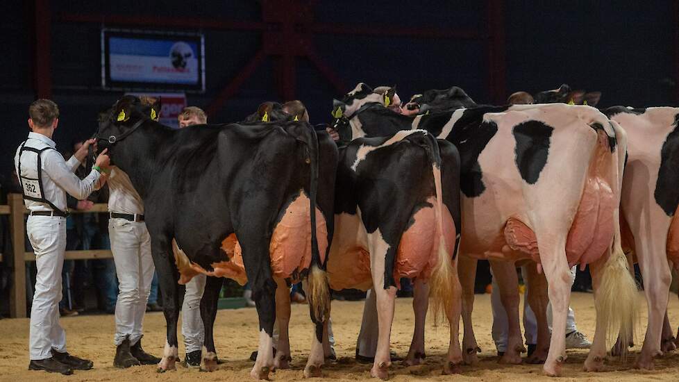 In de voorlopige opstelling van de rubriek staat naast Remonte 60 Bossink Miranda 158 van de familie Van der Kolk uit Wierden opgesteld. De Armani-dochter is veel kleiner dan haar concurrentes en is royaal in conditie. Het is een kwaliteitskoe met een fij