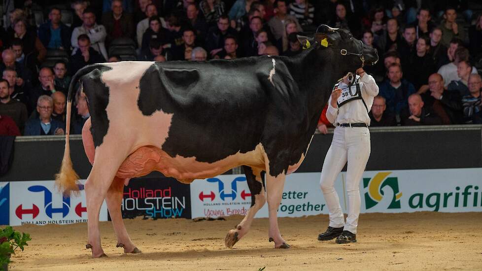 Ook in de tweede rubriek pakte een absolute topkoe de koppositie. Topcross Janice 1 van Jacobi werd onlangs uitgeroepen tot algemeen kampioene op de veekeuring Fryslân en stond er ook nu best voor. De Charityman-dochter is een stijlvolle koe met vaste ove