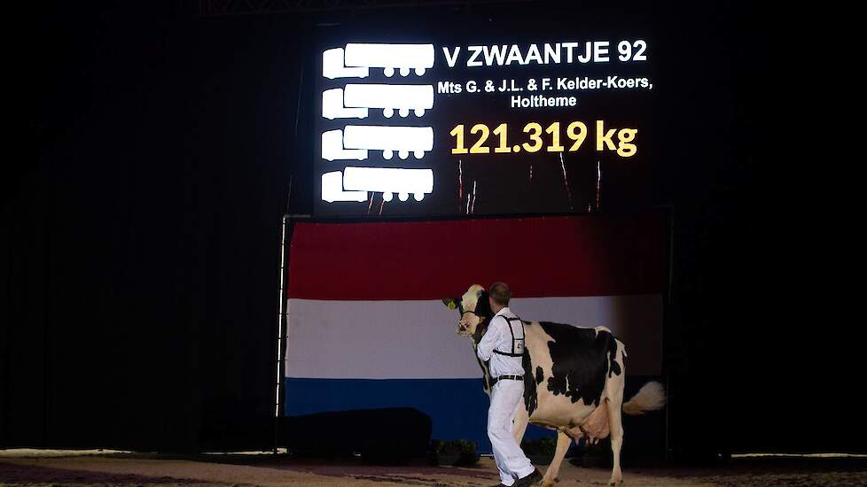 De ster van de show was voor velen deze Zwaantje 236 van de familie Kelder uit Holtheme die op 1C kwam. De attente Goldsun-dochter was de koe met de hoogste levensproductie en imponeerde met haar prachtige type en royale breedte- en dieptematen. Ze heeft