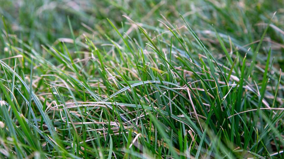 Mulder heeft het gras niet laten bemonsteren. „Maar het ureum in de melk gaat omhoog, dus er zit genoeg eiwit in het gras", concludeert de veehouder tevreden.