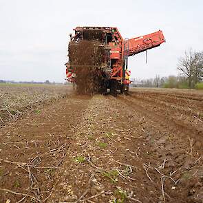 Veruit de meeste knollen zijn volledig weggerot. Dat is zowel te zien als te ruiken. Achter de rooier zijn veel grijzige vlekken te zien: de ingedroogde massa van rotte knollen.