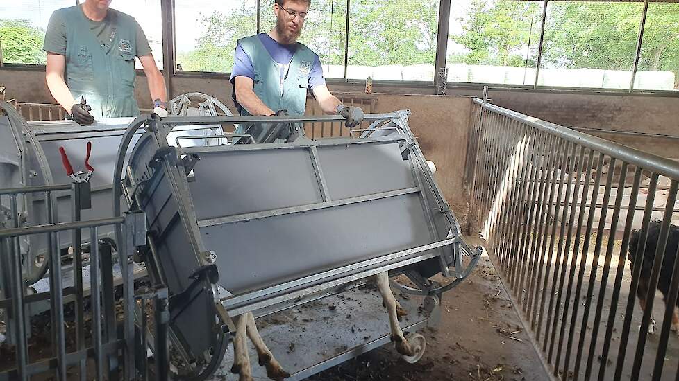 Wanneer een geit in de box staat krijgen ze extra ondersteuning aan de zijkanten en op de rug waarna de bekappers de box omdraaien zodat de geiten met de poten in de lucht hangen.