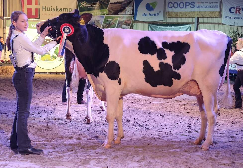 Maartje 19 werd kampioene bij de zwartbonte vaarzen.