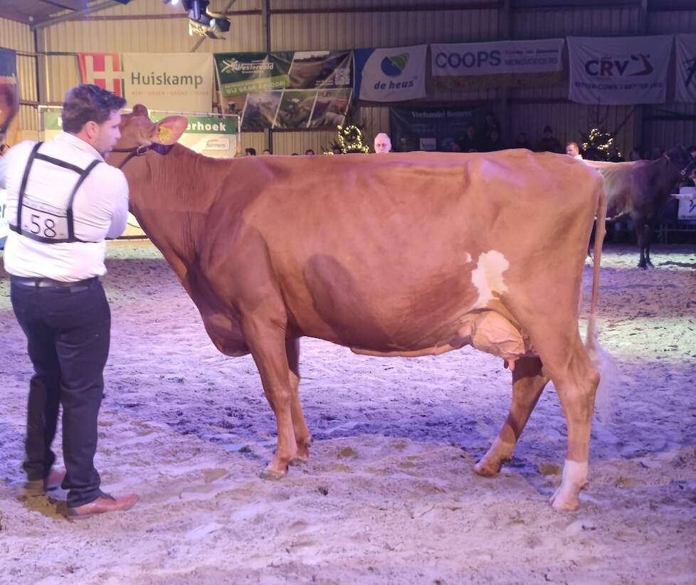 Den Dam Lauri 114 werd 1A in de eerste rubriek van de roodbonte middenklasse.