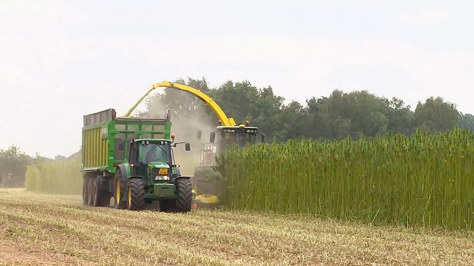 De heilzame werking van vezelhennep