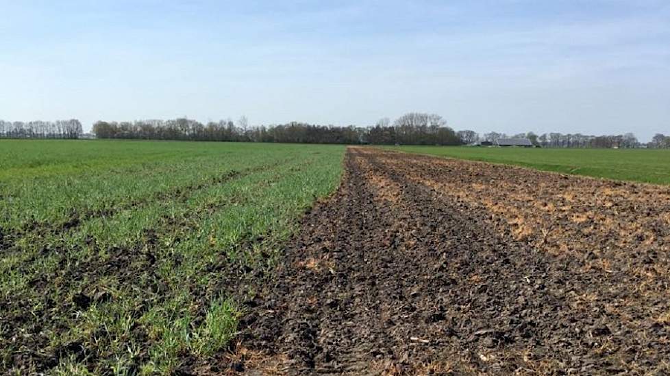 De week daarvoor werd het vanggewas ondergewerkt en het land zaaiklaar gemaakt. Daarbij hebben ze alleen de randen doodgespoten. „Daarmee krijgt het onkruid alvast een eerste tik zodat we later minder middel kwijt zijn.”