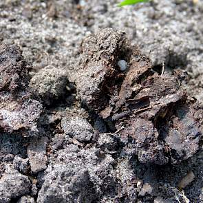 Op ongeveer 20  centimeter diepte bevindt zich een laag veen. Waterink vertelt dat ze bewust een beetje van dit veen naar boven ploegen om het organische stofgehalte in de bovenste laag wat op te krikken. Dit heeft echter ook een nadeel. „In het veen zitt