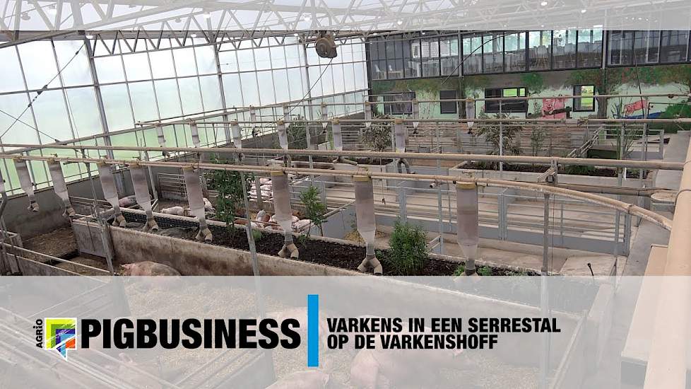 Varkens in een serrestal op de Varkenshoff