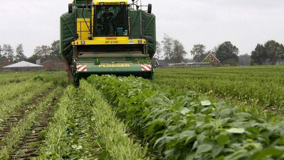 Op 7 juli ging het zaad op ruim 17 hectare de grond in en 76 dagen later verwacht Oerlemans de sperziebonen in de fabriek. Het ras Stanley heeft precies die tijd nodig om te groeien.  Er blijven bonen achter op het land omdat de planten snel bloeiden. Lee