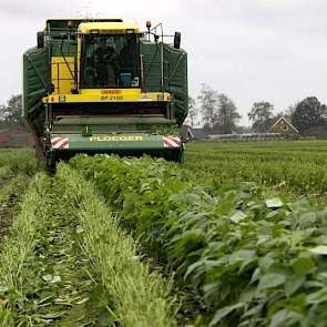 Op 7 juli ging het zaad op ruim 17 hectare de grond in en 76 dagen later verwacht Oerlemans de sperziebonen in de fabriek. Het ras Stanley heeft precies die tijd nodig om te groeien.  Er blijven bonen achter op het land omdat de planten snel bloeiden. Lee