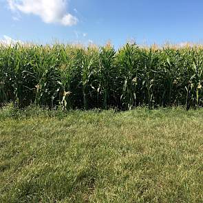 12 millimeter viel er afgelopen dagen in Beerzerveld. Dat is nog aan de krappe kant, maar daarmee is de ergste droogte eerst voorbij.